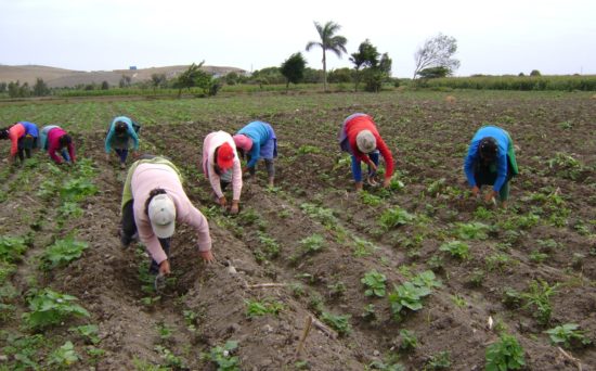 Reformas ineficientes en sector agropecuario | A. Yúnez