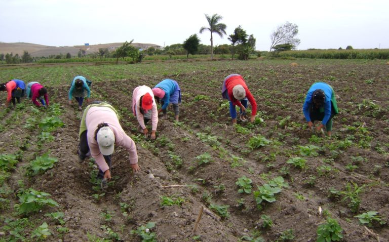 Reformas ineficientes en sector agropecuario | A. Yúnez