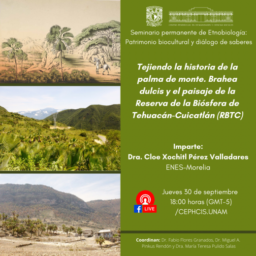 Tejiendo la historia de la palma de monte