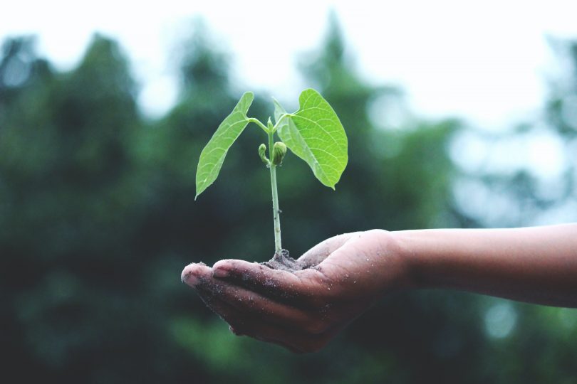 Sembrando vida. Una evaluación transdisciplinaria